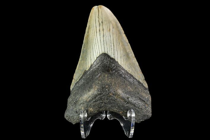 Fossil Megalodon Tooth - North Carolina #109873